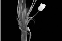 white-tulips